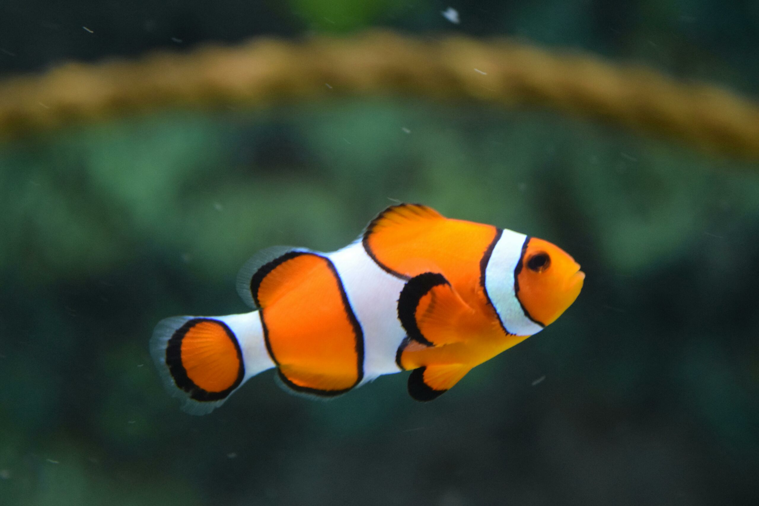 5 Best Marine Biology Schools in Australia