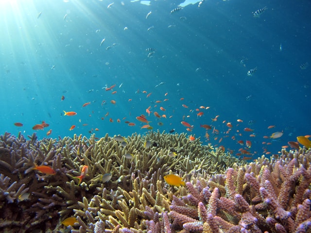 5 Best Marine Biology Schools in the USA