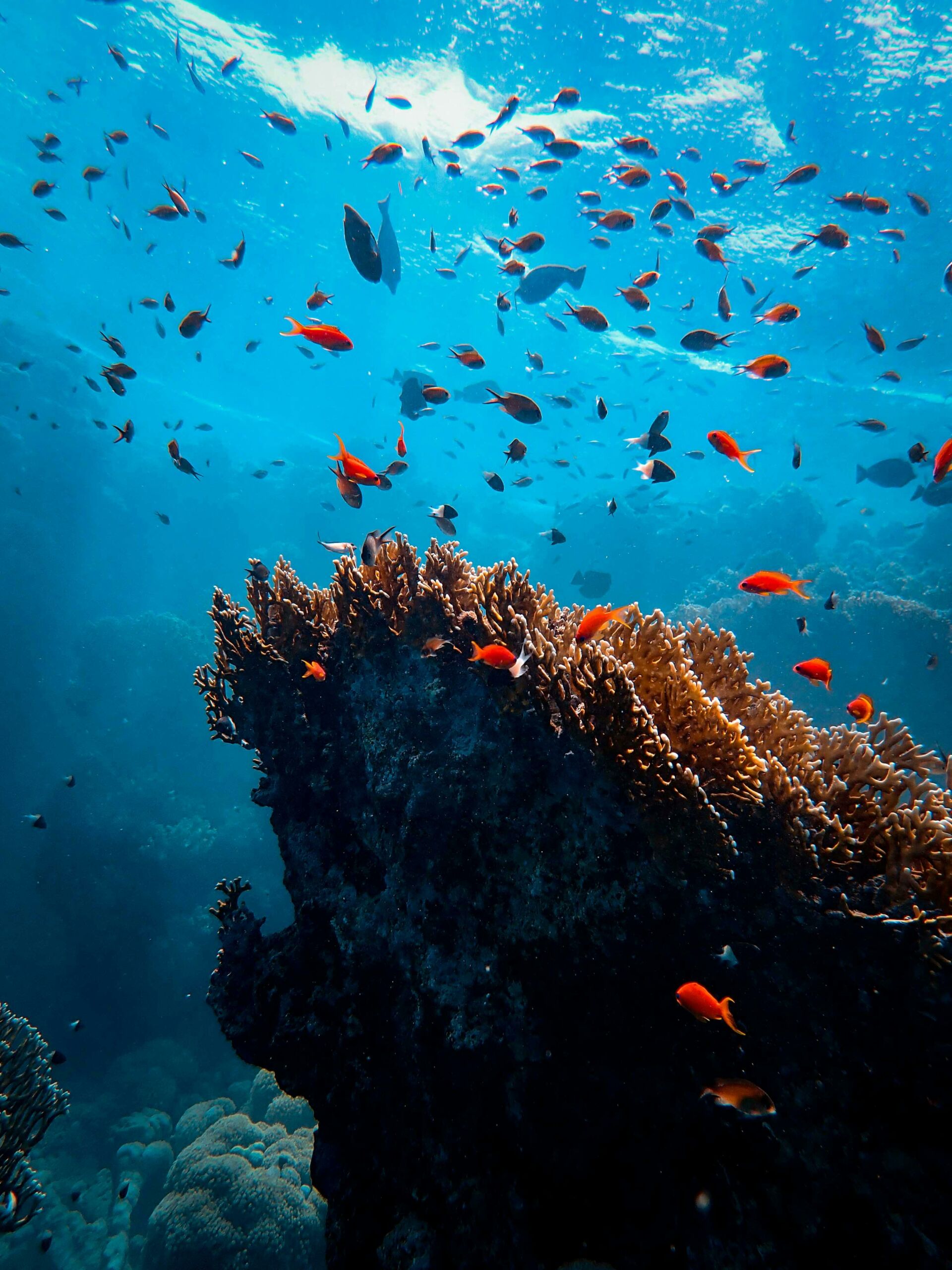 4 Best Marine Biology Schools in France